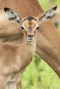 Impala, Impala, Aepyceros melampus