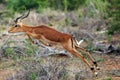 The impala Aepyceros melampus, jumping male through thorny bushes on a green savannah Royalty Free Stock Photo
