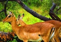 Impala (Aepyceros melampus)