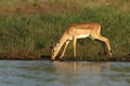 The impala Aepyceros melampus male drinking from waterhole Royalty Free Stock Photo