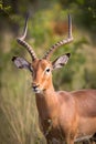 The impala Aepyceros melampus male