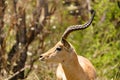 Impala Aepyceros melampus male with impressive horns, with a piece of grass dangling from it`s mouth, taken in South Africa Royalty Free Stock Photo