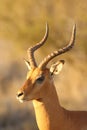 The impala Aepyceros melampus male portrait in the evening light.Portrait of a male antelope with beautiful horns on a golden Royalty Free Stock Photo