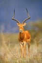 Impala Aepyceros melampus on the Masia Mara Game Reserve, Kenya Royalty Free Stock Photo