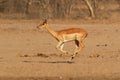 Impala - Aepyceros melampus medium-sized antelope found in eastern and southern Africa. The sole member of the genus Aepyceros, Royalty Free Stock Photo