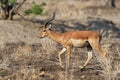 Impala - Aepyceros melampus medium-sized antelope found in eastern and southern Africa. The sole member of the genus Aepyceros, Royalty Free Stock Photo