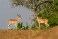 Impala - Aepyceros melampus medium-sized antelope found in eastern and southern Africa. The sole member of the genus Aepyceros, Royalty Free Stock Photo