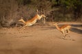 Impala - Aepyceros melampus medium-sized antelope found in eastern and southern Africa. The sole member of the genus Aepyceros, Royalty Free Stock Photo