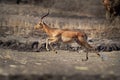 Impala - Aepyceros melampus medium-sized antelope found in eastern and southern Africa. The sole member of the genus Aepyceros, Royalty Free Stock Photo