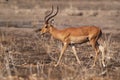 Impala - Aepyceros melampus medium-sized antelope found in eastern and southern Africa. The sole member of the genus Aepyceros, Royalty Free Stock Photo