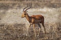 Impala - Aepyceros melampus medium-sized antelope found in eastern and southern Africa. The sole member of the genus Aepyceros, Royalty Free Stock Photo