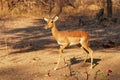 Impala - Aepyceros melampus medium-sized antelope found in eastern and southern Africa. The sole member of the genus Aepyceros, Royalty Free Stock Photo