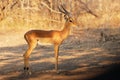 Impala - Aepyceros melampus medium-sized antelope found in eastern and southern Africa. The sole member of the genus Aepyceros, Royalty Free Stock Photo