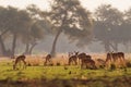 Impala - Aepyceros melampus medium-sized antelope found in eastern and southern Africa. The sole member of the genus Aepyceros, Royalty Free Stock Photo