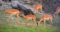 Impala Aepyceros melampus is a medium-sized antelope Royalty Free Stock Photo