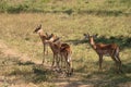 Impala, Aepyceros melampus