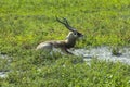 Impala (Aepyceros melampus)