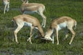 Impala (Aepyceros melampus) Royalty Free Stock Photo