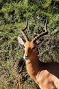 Impala (Aepyceros melampus)