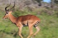 Impala (Aepyceros melampus) running