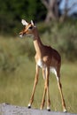 The impala Aepyceros melampus, searching for danger.A young impala standing on a flat termite mound watching the danger