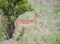 Impala Aepyceros melampus in Tanzania