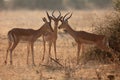 The impala Aepyceros melampus, three males during debate. A group of male impala early in the morning light in the dry bush Royalty Free Stock Photo