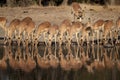 Impala Royalty Free Stock Photo