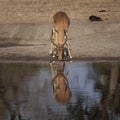 Impala Royalty Free Stock Photo