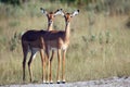 The impala (Aepyceros melampus), two young females patrolling a flat termite mound. Impalas in the savannah