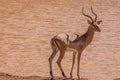 Impala Aepyceros Melampus at a waterhole, Madikwe Game Reserve, South Africa. Royalty Free Stock Photo