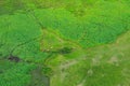Impala in aerial landscape in Okavango delta, Botswana. Lakes and rivers, view from air-plane. Green vegetation in South Africa. T