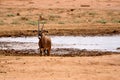 Impala Africa