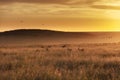 Impala in Africa Grasslands at Golden Sunrise