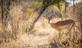 Impala Africa