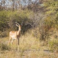 Impala Africa