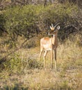 Impala Africa