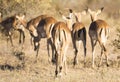 Impala Africa