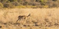 Impala Africa