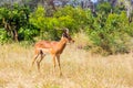 Impala - African antelope graze Royalty Free Stock Photo