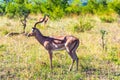 Impala - African antelope graze Royalty Free Stock Photo