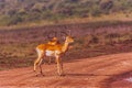 Impala African Antelope Rooibok Wildlife Animals Mammals In Nairobi National Park Kenya East Africa Landscapes Fields Meadows