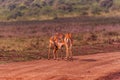 Impala African Antelope Rooibok Wildlife Animals Mammals In Nairobi National Park Kenya East Africa Landscapes Fields Meadows