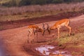 Impala African Antelope Rooibok Wildlife Animals Mammals In Nairobi National Park Kenya East Africa Landscapes Fields Meadows