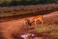 Impala African Antelope Rooibok Wildlife Animals Mammals In Nairobi National Park Kenya East Africa Landscapes Fields Meadows