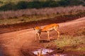 Impala African Antelope Rooibok Wildlife Animals Mammals In Nairobi National Park Kenya East Africa Landscapes Fields Meadows