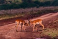 Impala African Antelope Rooibok Wildlife Animals Mammals In Nairobi National Park Kenya East Africa Landscapes Fields Meadows Royalty Free Stock Photo