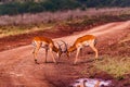 Impala African Antelope Rooibok Wildlife Animals Mammals In Nairobi National Park Kenya East Africa Landscapes Fields Meadows