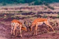 Impala African Antelope Rooibok Wildlife Animals Mammals In Nairobi National Park Kenya East Africa Landscapes Fields Meadows