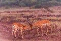 Impala African Antelope Rooibok Wildlife Animals Mammals In Nairobi National Park Kenya East Africa Landscapes Fields Meadows Royalty Free Stock Photo